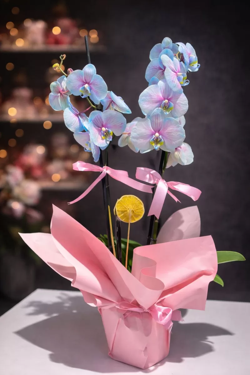 Pastel Mavi Çift Dallı Orkide | Zarif & Romantik Tasarım