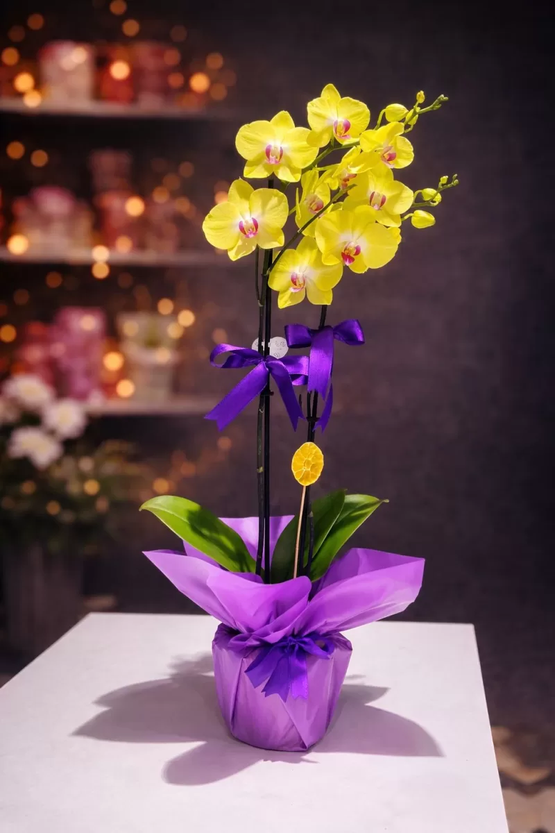 Sarı Çift Dallı Orkide | Mor Ambalajlı Premium Tasarım