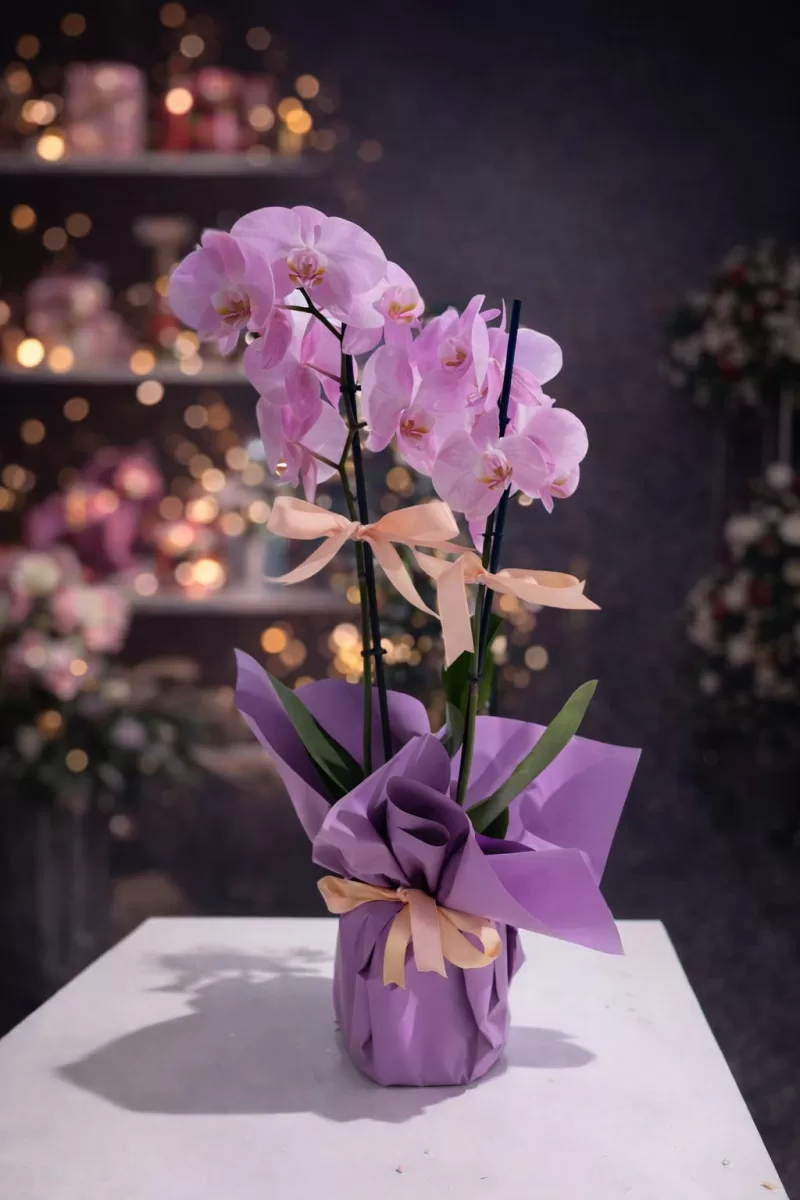 Pembe Çift Dallı Orkide | Lila Ambalajlı Zarif Tasarım