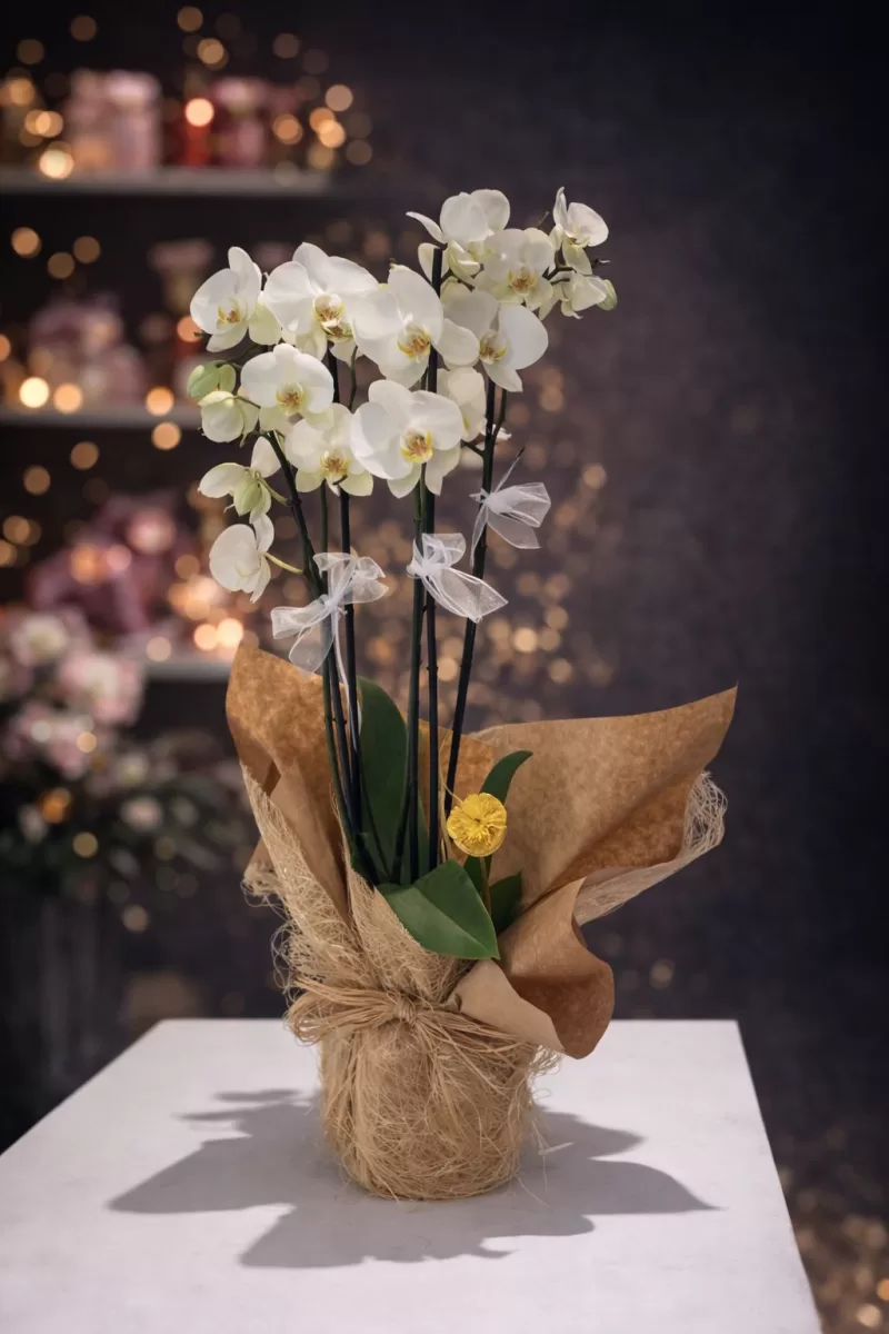 Beyaz Çok Dallı Orkide | Doğal Hasır & Kraft Ambalajlı