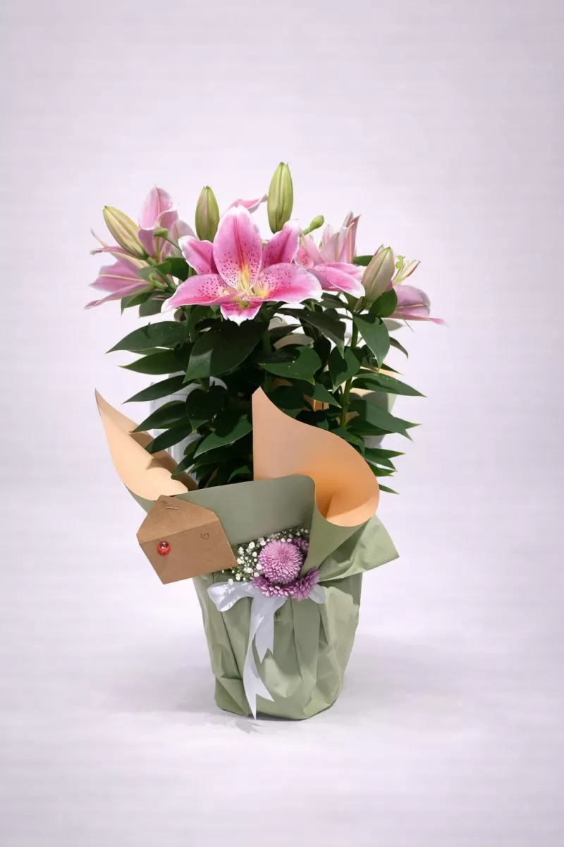 Pembe Lilyum Saksı Çiçeği – Zarif ve Şık Tasarım