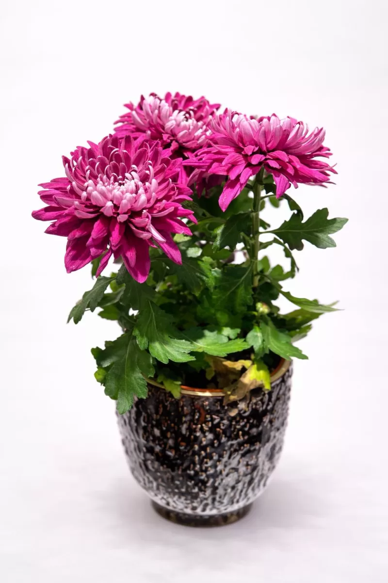 Mor Kasımpatı Saksı Çiçeği – Şık ve Uzun Ömürlü