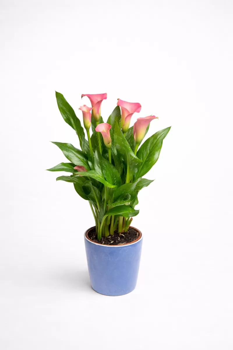 Pembe Gala Çiçeği (Calla Lily) Saksı – Zarif, Şık ve Canlı Bitki
