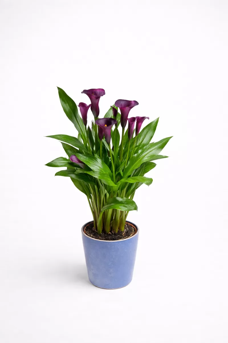Mor Gala Çiçeği (Calla Lily) Saksı – Asil ve Premium Canlı Bitki
