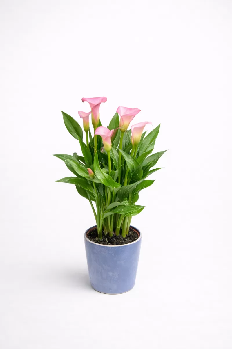 Pembe Gala Çiçeği (Calla Lily) Saksı – Zarif ve Şık Canlı Bitki