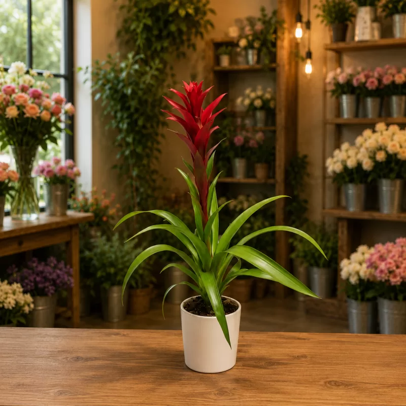 Beyaz Saksıda Alev Kılıcı Çiçeği (Guzmania)