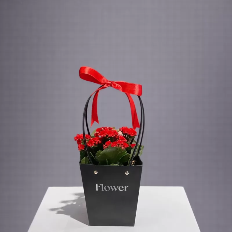 Kırmızı Kalanşo Saksı Çiçeği