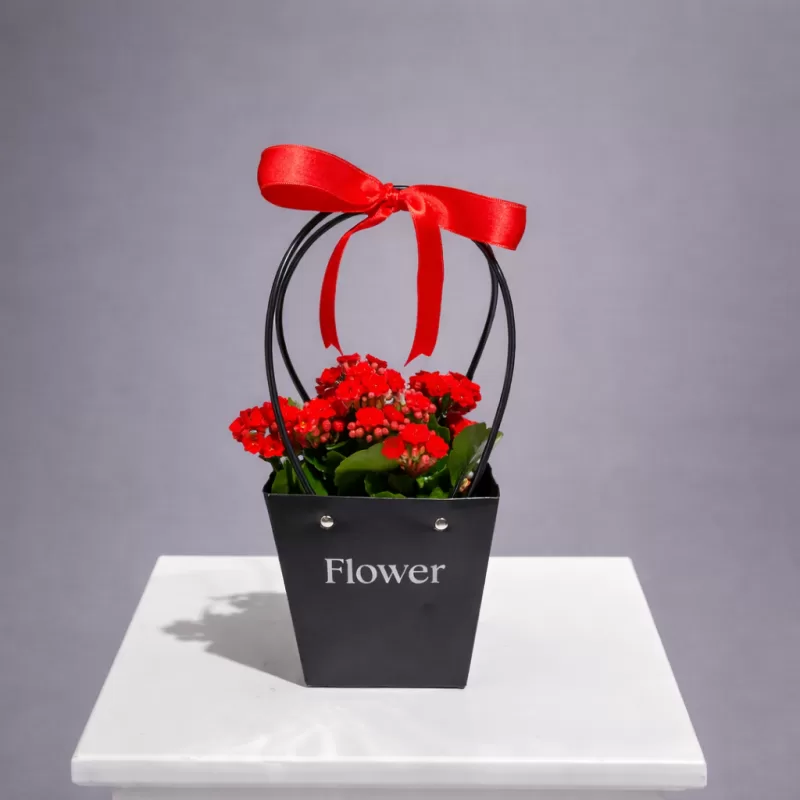 Kırmızı Kalanşo Saksı Çiçeği
