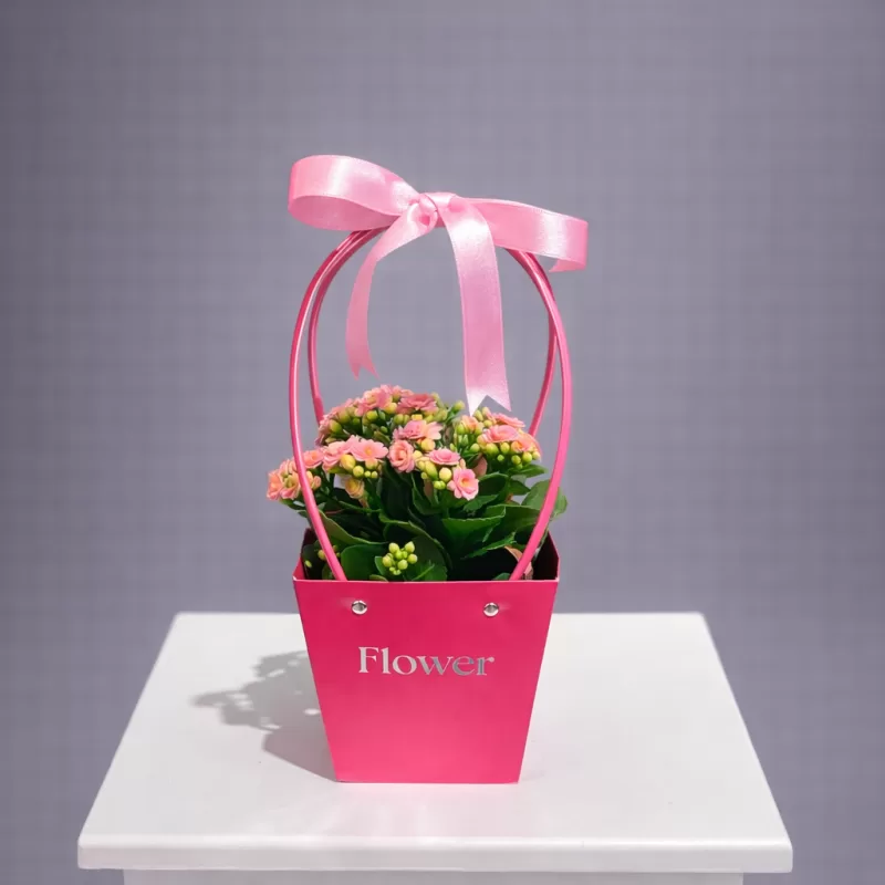 Pembe Kalanşo Saksı Çiçeği
