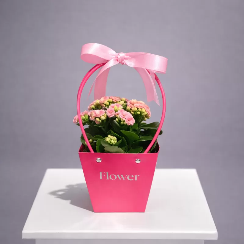 Pembe Kalanşo Saksı Çiçeği