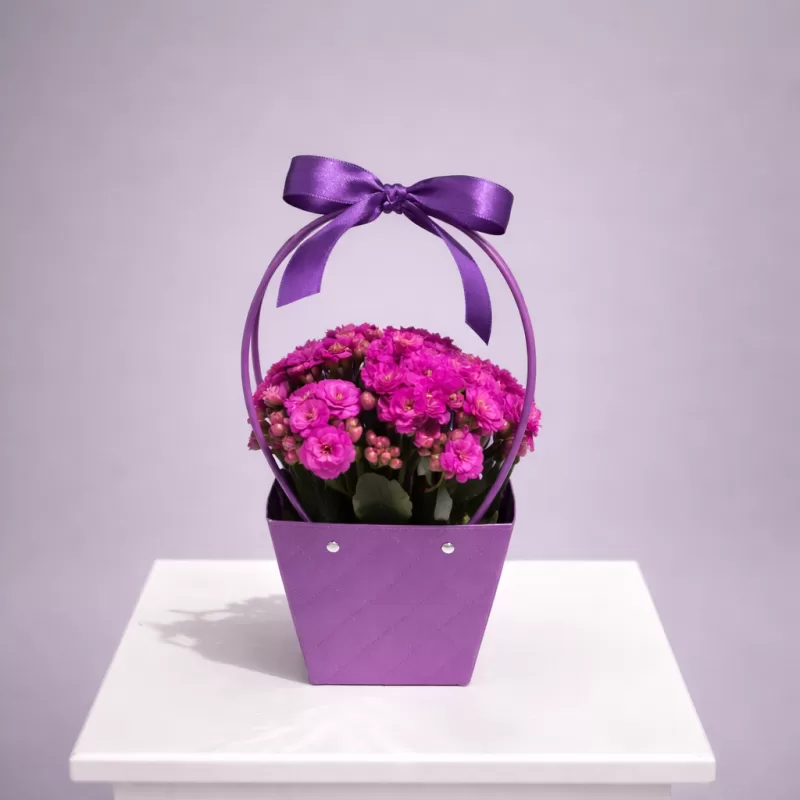 Mor Kalanşo Saksı Çiçeği