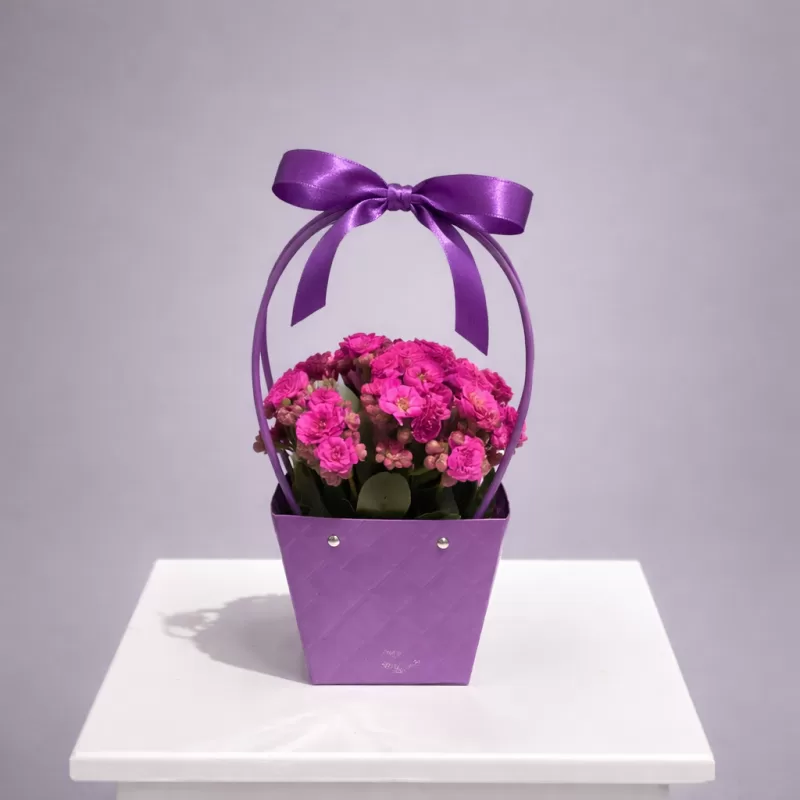 Mor Kalanşo Saksı Çiçeği