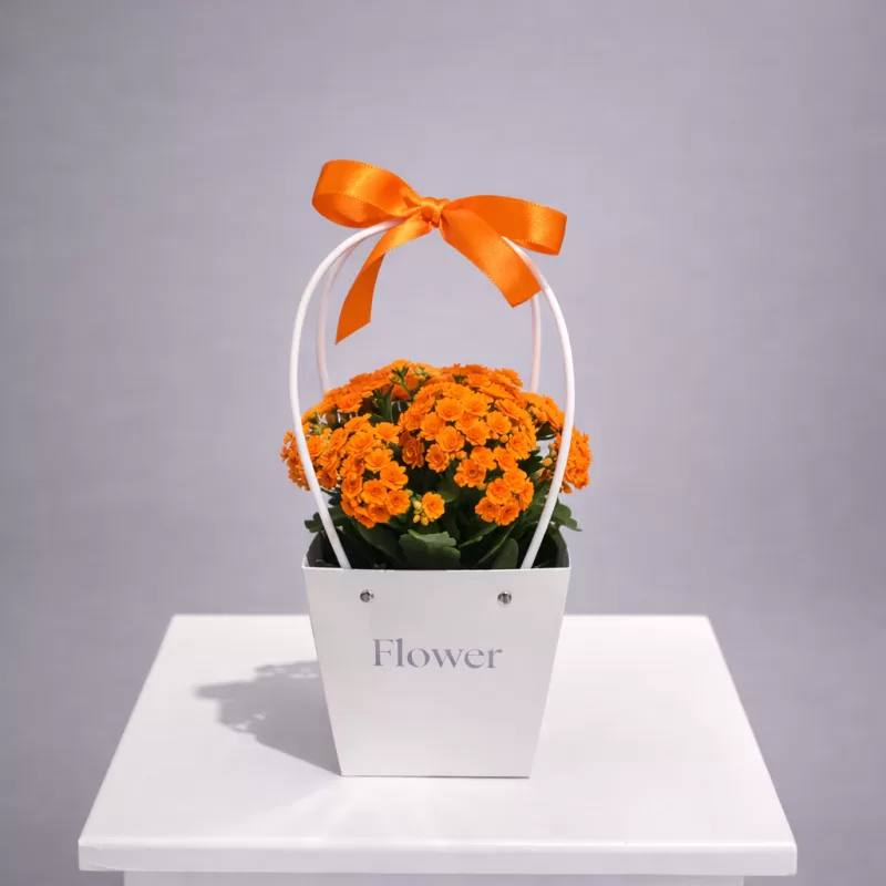 Turuncu Kalanşo Saksı Çiçeği