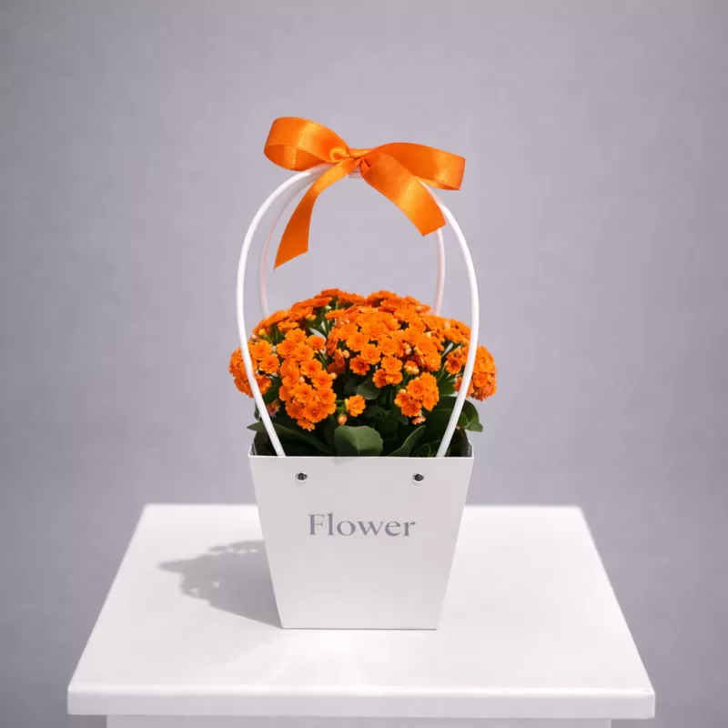 Turuncu Kalanşo Saksı Çiçeği