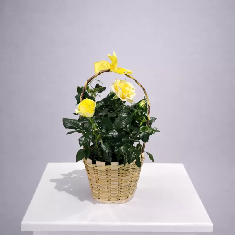 Sarı Mini Gül Sepet Aranjmanı