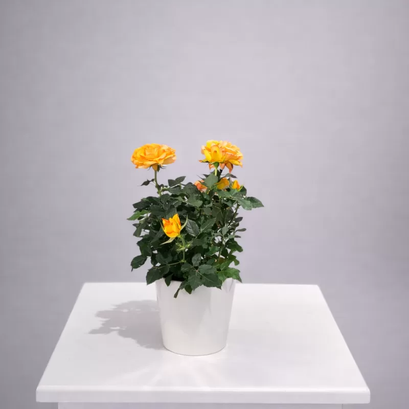 Turuncu Mini Gül Saksı Çiçeği